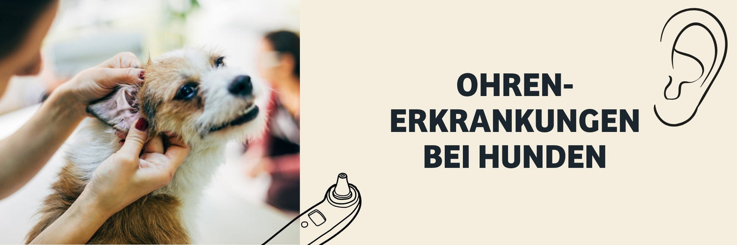 Von Otitis, Ohrenentzündung bis Mittelohrentzündung bei dogen