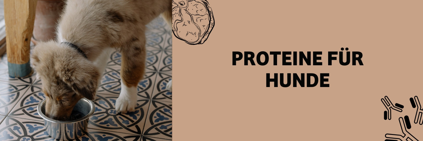 Eiweiß im Hundefutter: Warum Proteine für deinen Hund so wichtig sind