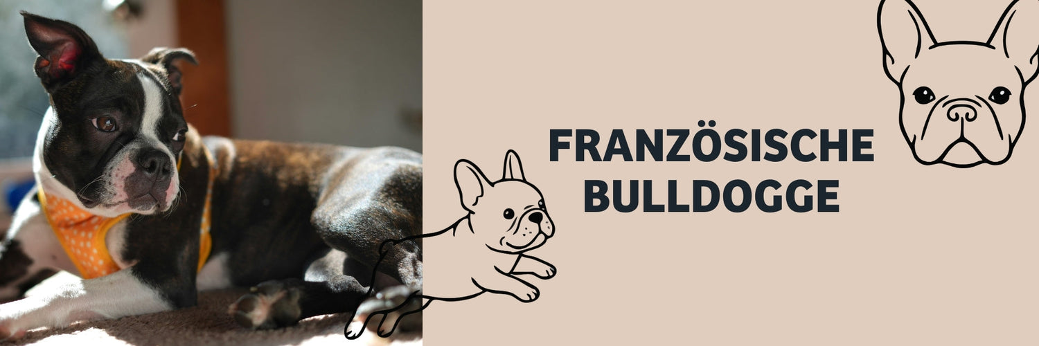Rassenportrait Französische Bulldogge