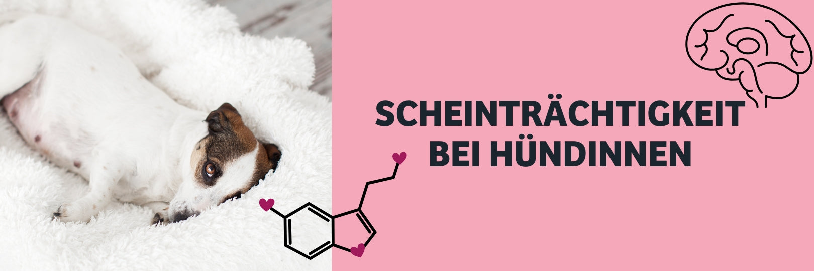 Scheinträchtigkeit bei Hunden