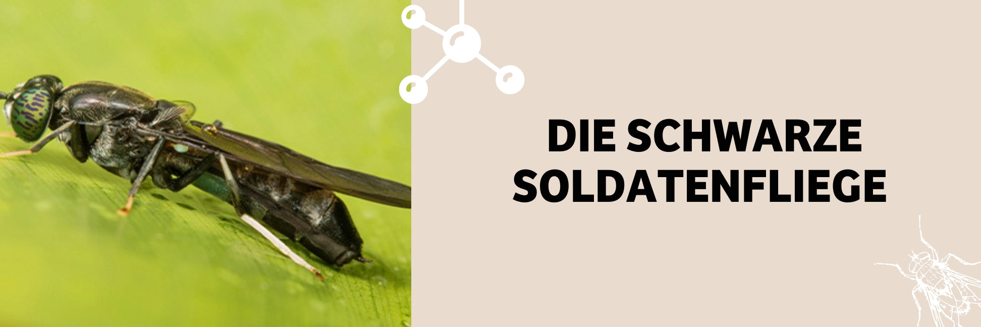 Schwarzen soldatenfliege für Hunde