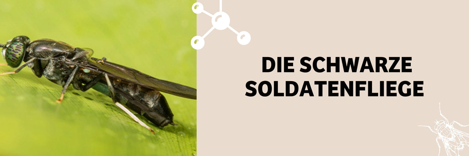 Schwarzen soldatenfliege für Hunde