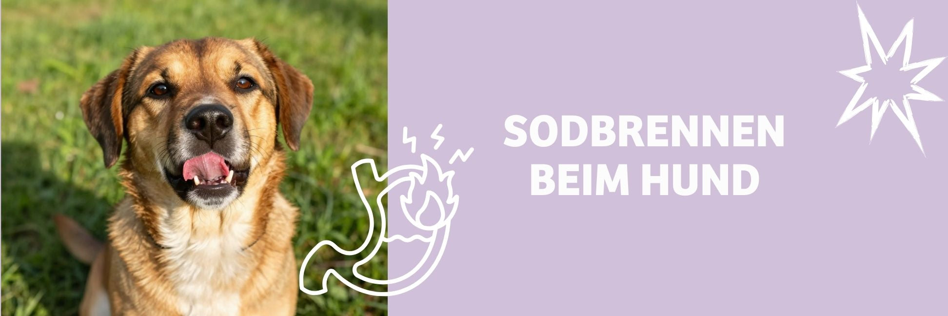 Sodbrennen beim Hund: Ursachen, Symptome & was wirklich hilft