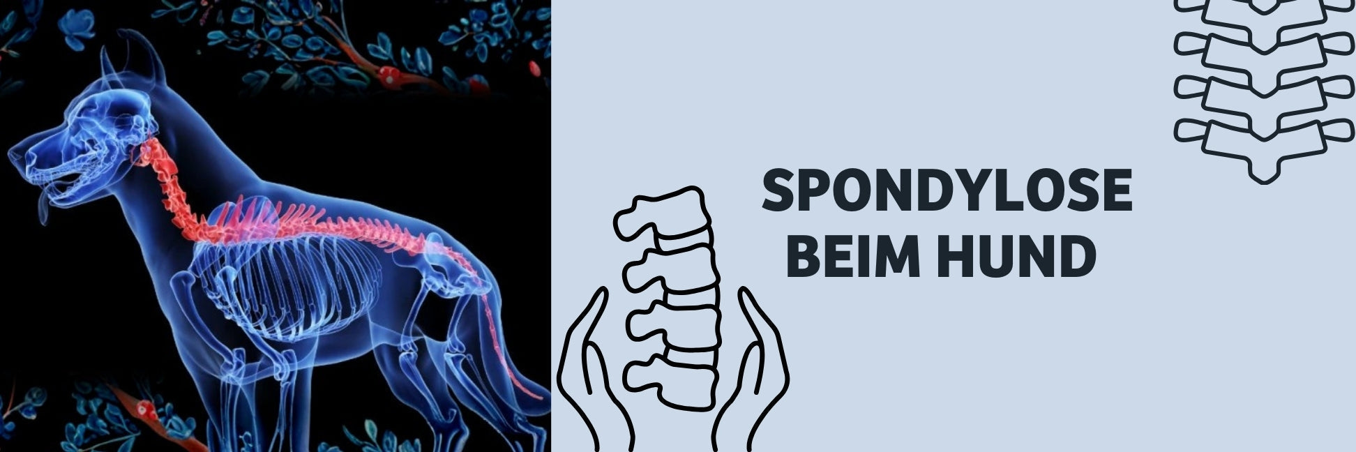 Spondylose beim Hund - Symptome erkennen, Ursachen verstehen und richtig handeln