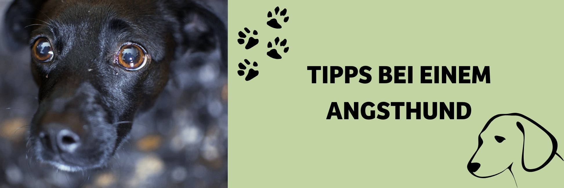 Ängstlicher Hund: Ursachen, Verhalten und Hilfe