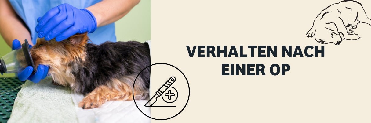 Verhalten Hund nach OP