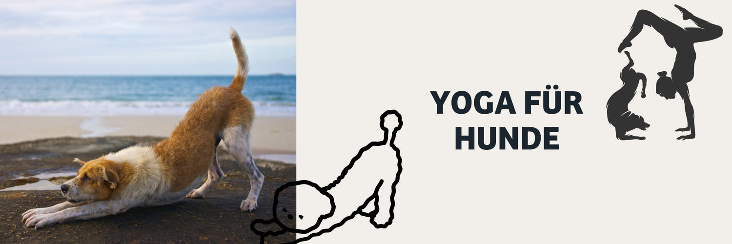 Yoga für Hunde