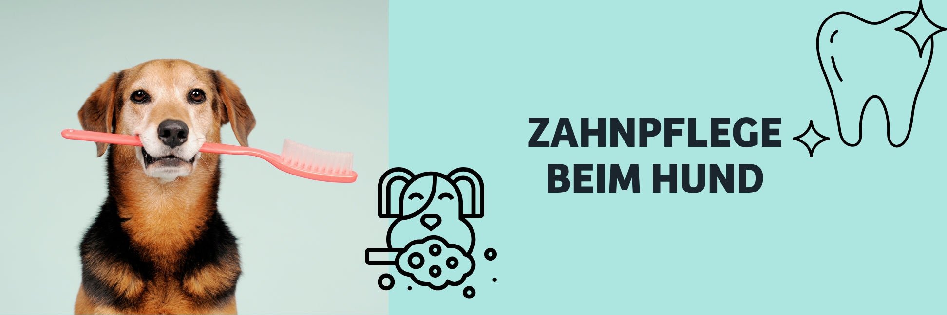 Zahnpflege for dogse