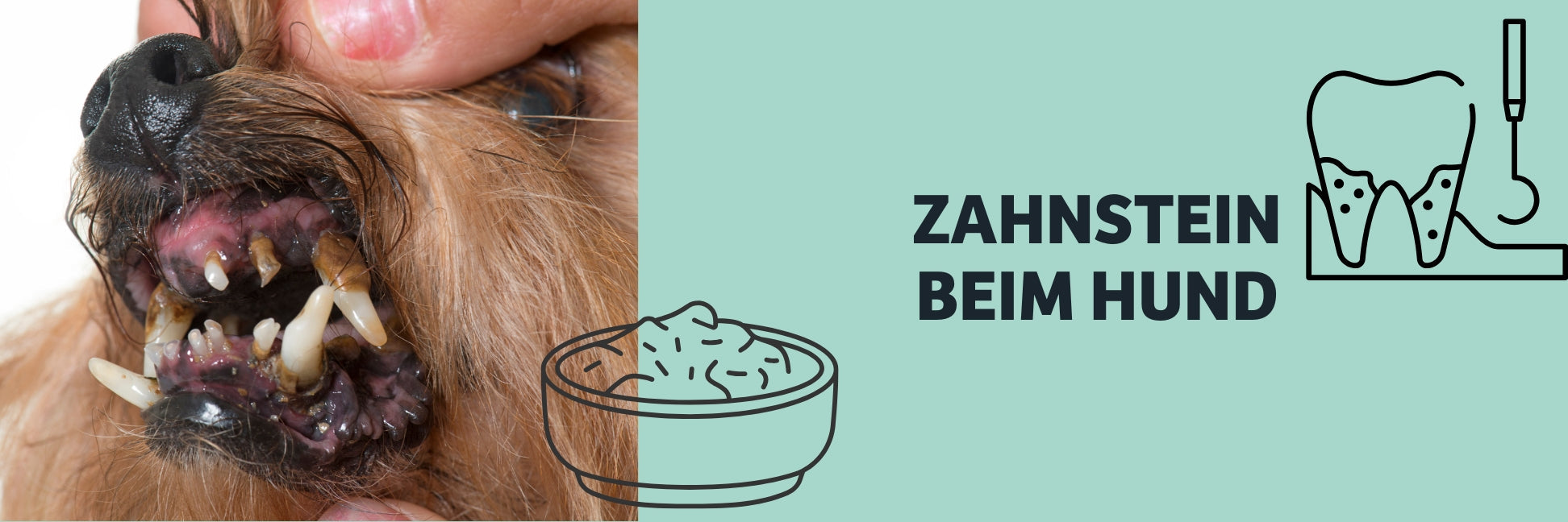 Zahnstein beim Hund