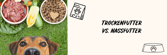 Trocken- vs. Nassfutter: Die richtige Wahl für die Ernährung Deines Hundes