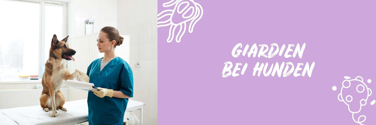 Giardia in dogs - causes, tips & therapy beim infestation