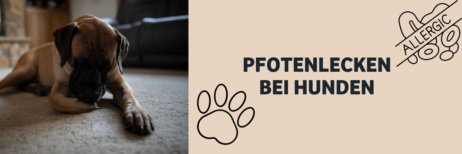 Ständiges Pfoten lecken in dogs