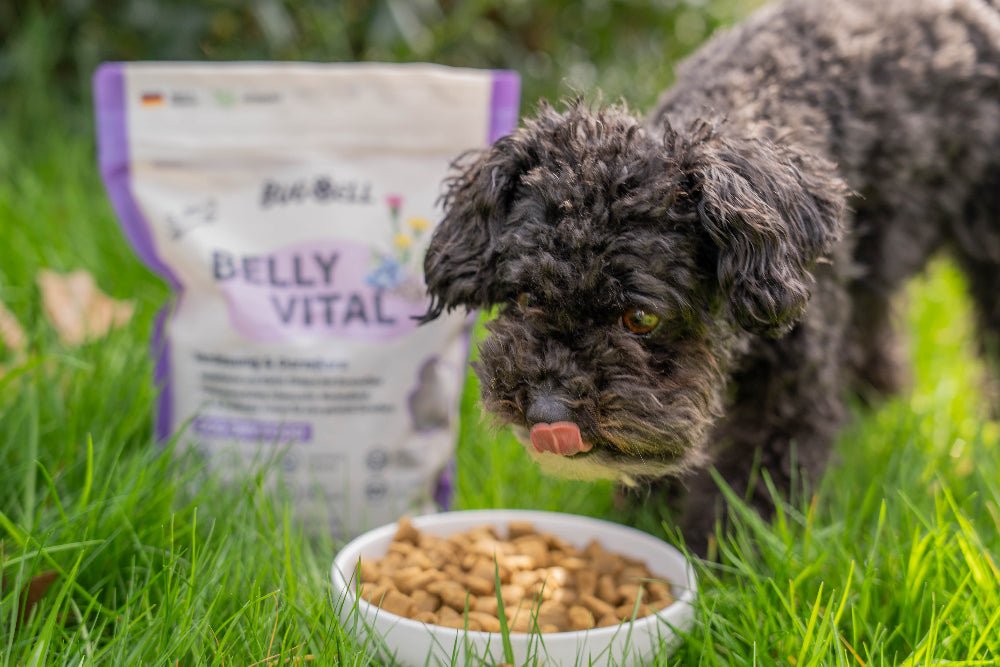 Hundefutter bei Sodbrennen mit BellyVital