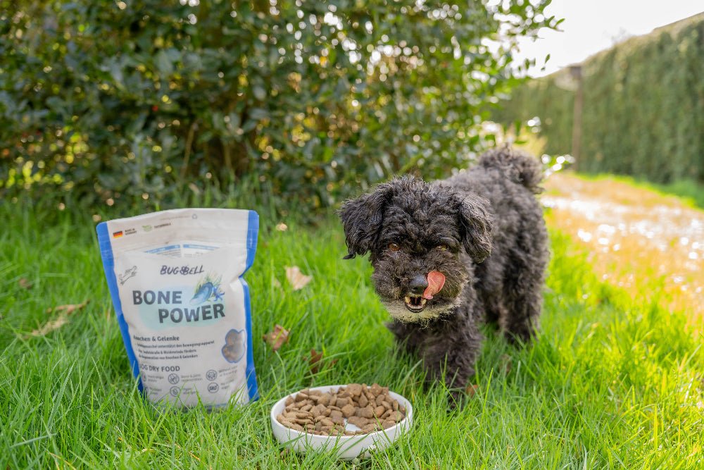 dog steht neben Futter, welches bei Arthrose unterstützen kann