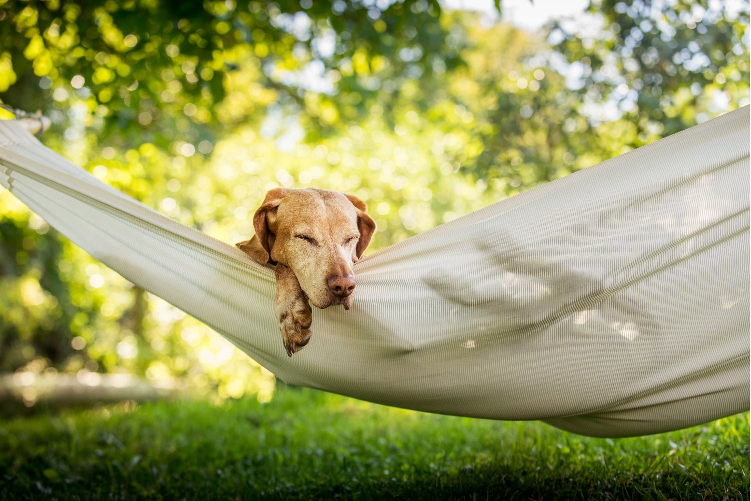 Hundefutter mit krampflösenden Zutaten