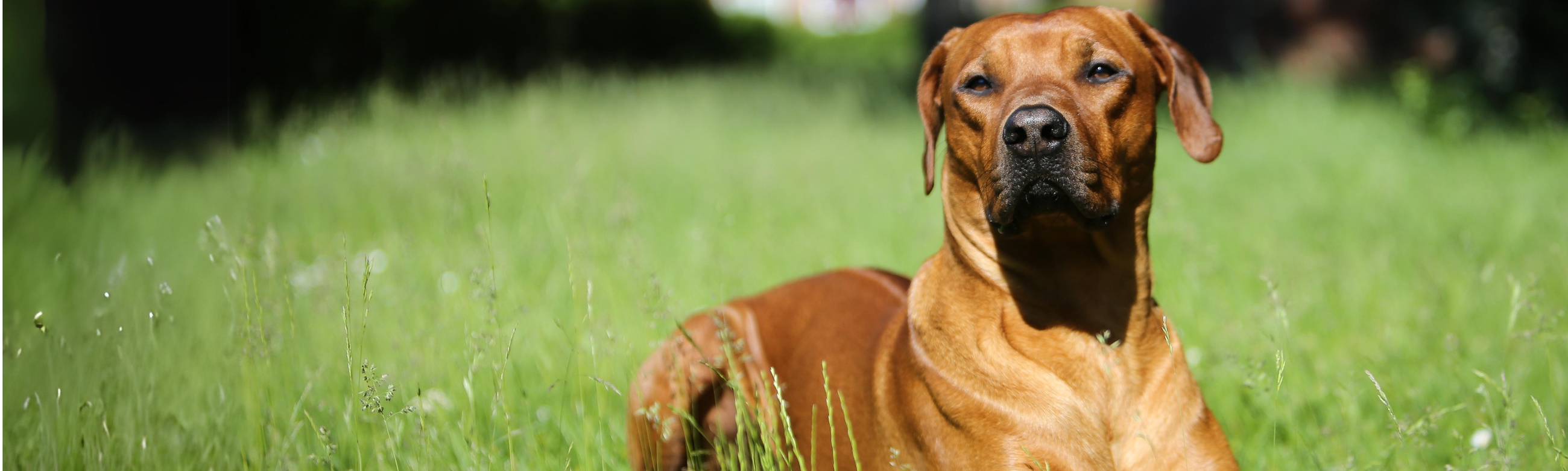 Hundefutter für glänzendes Fell und gegen Parasiten