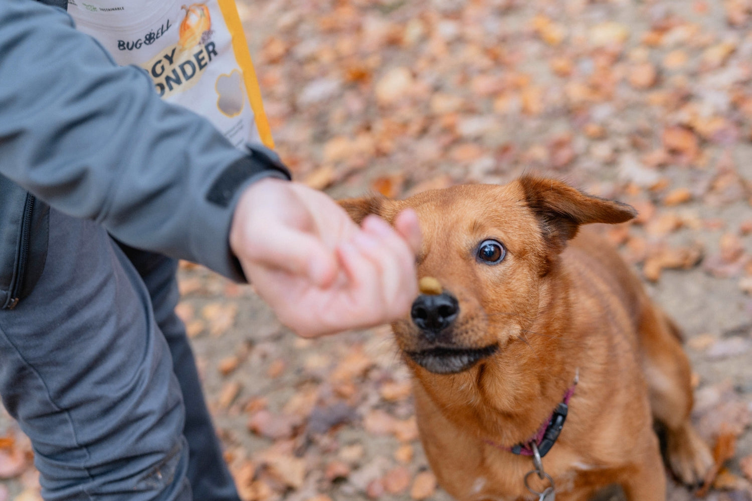 Hundefutter für aktive Hunde & Sporthunde