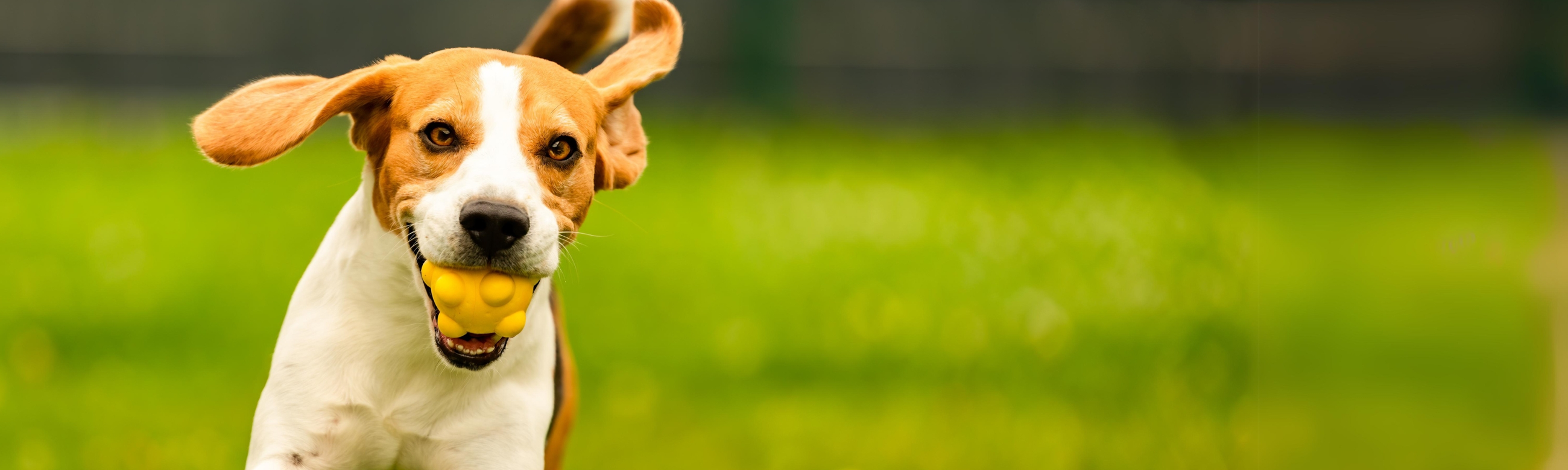 Hundefutter für aktive Hunde & Sporthunde
