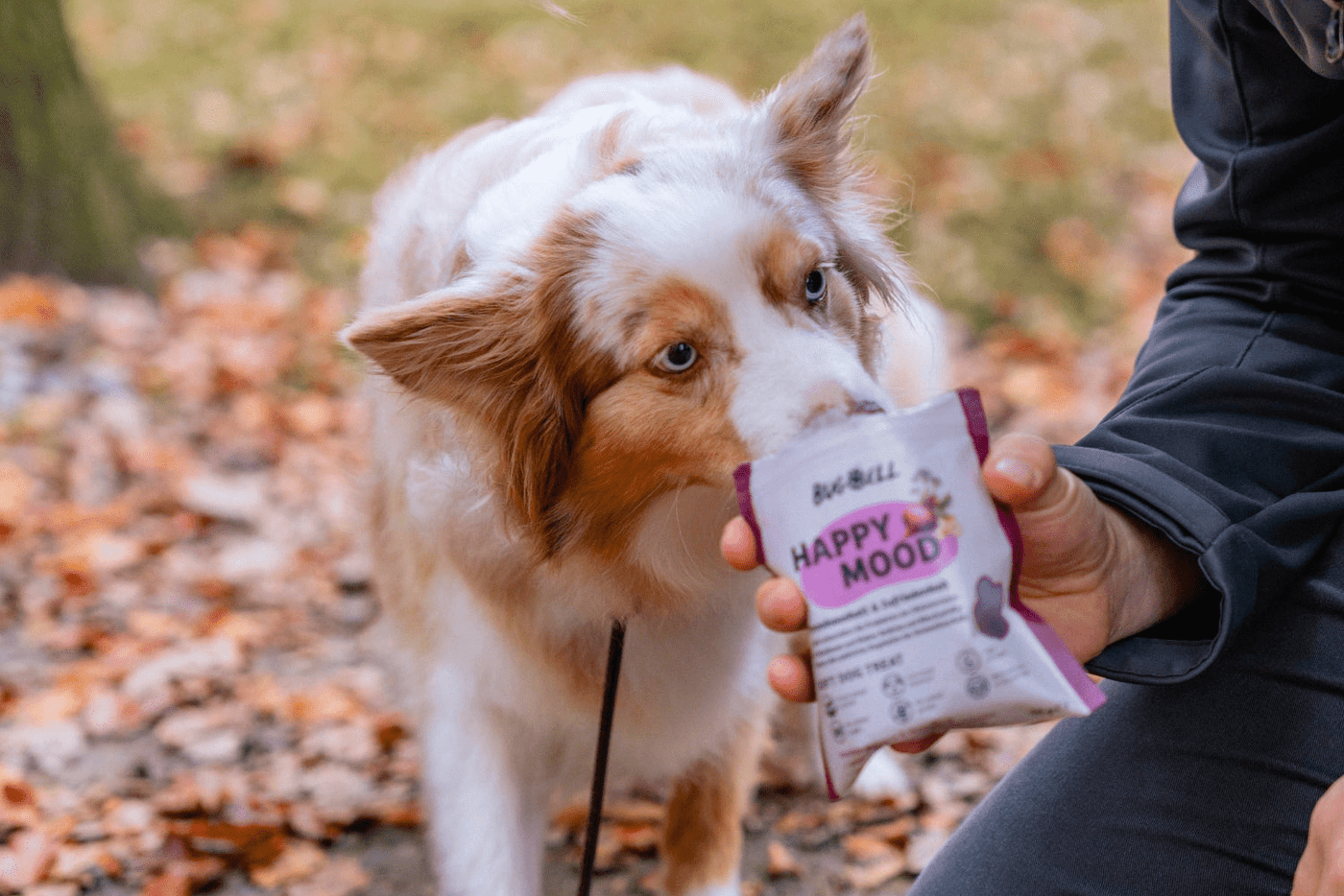HappyMood Snacks von BugBell werden vom Hund gefresseneffer und Baldrian