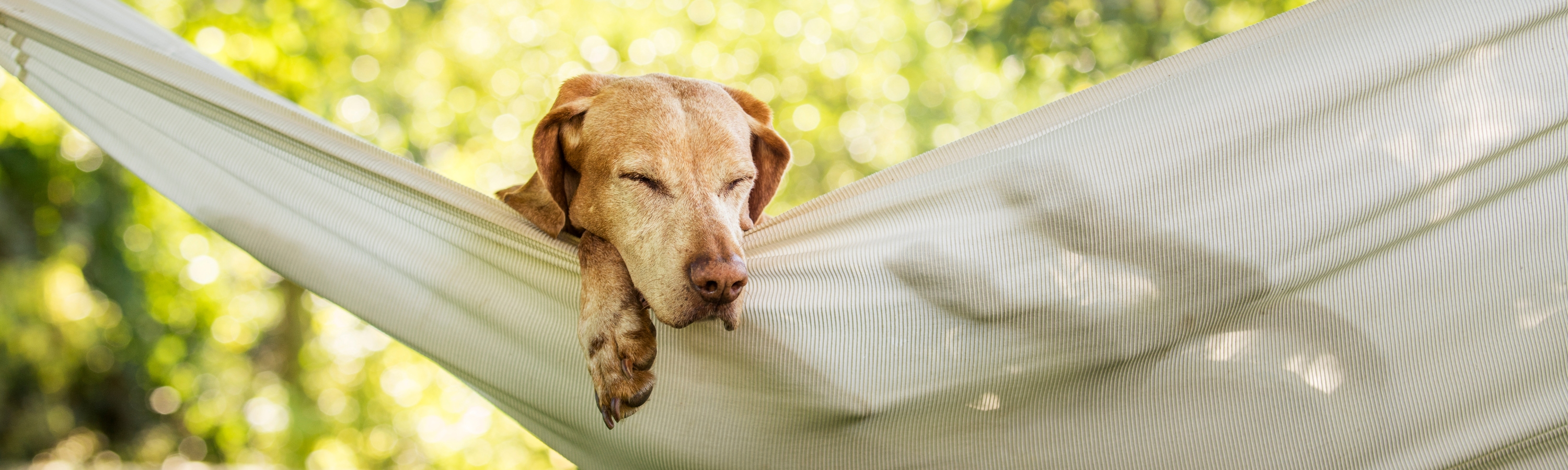 Hundefutter für mehr Beruhigung & Entspannung