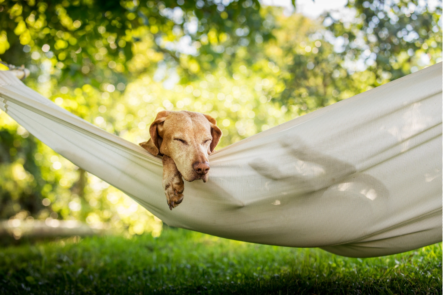 Hundefutter für mehr Beruhigung & Entspannung