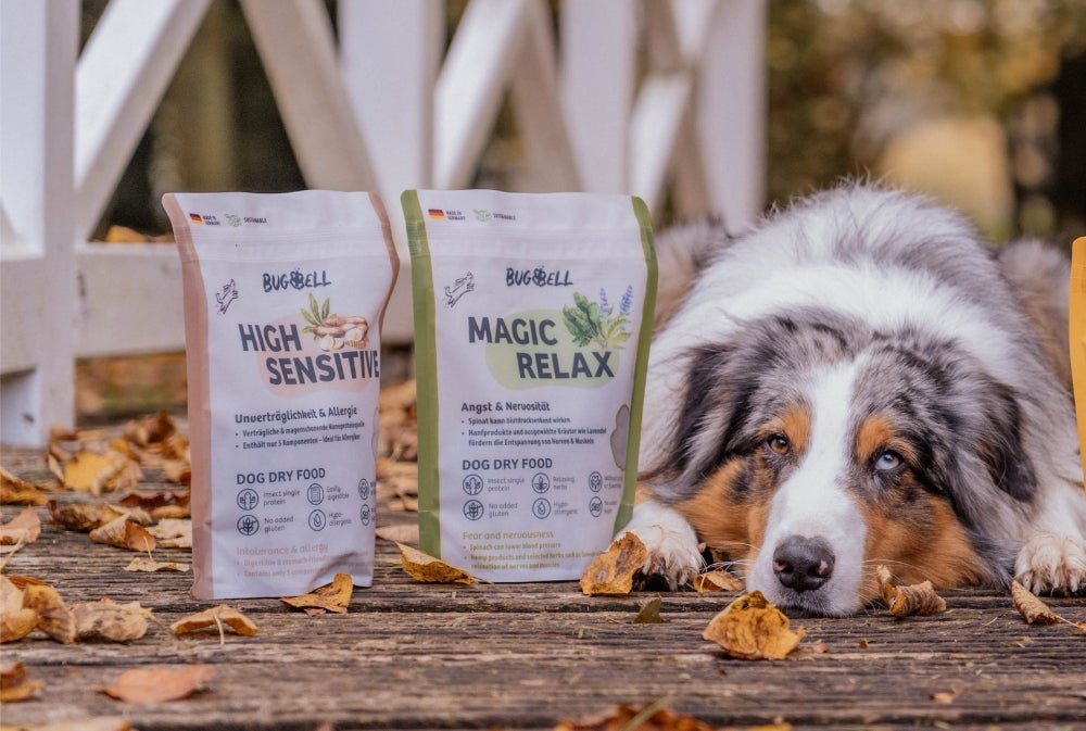 Allergien beim Hund erkennen und behandeln – Ausschlussdiät, Futter & Therapie