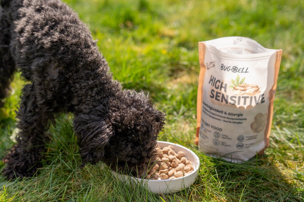 Hund frisst HighSensitive Trockenfutter, welches bei Niereninsuffizienz unterstützen kann