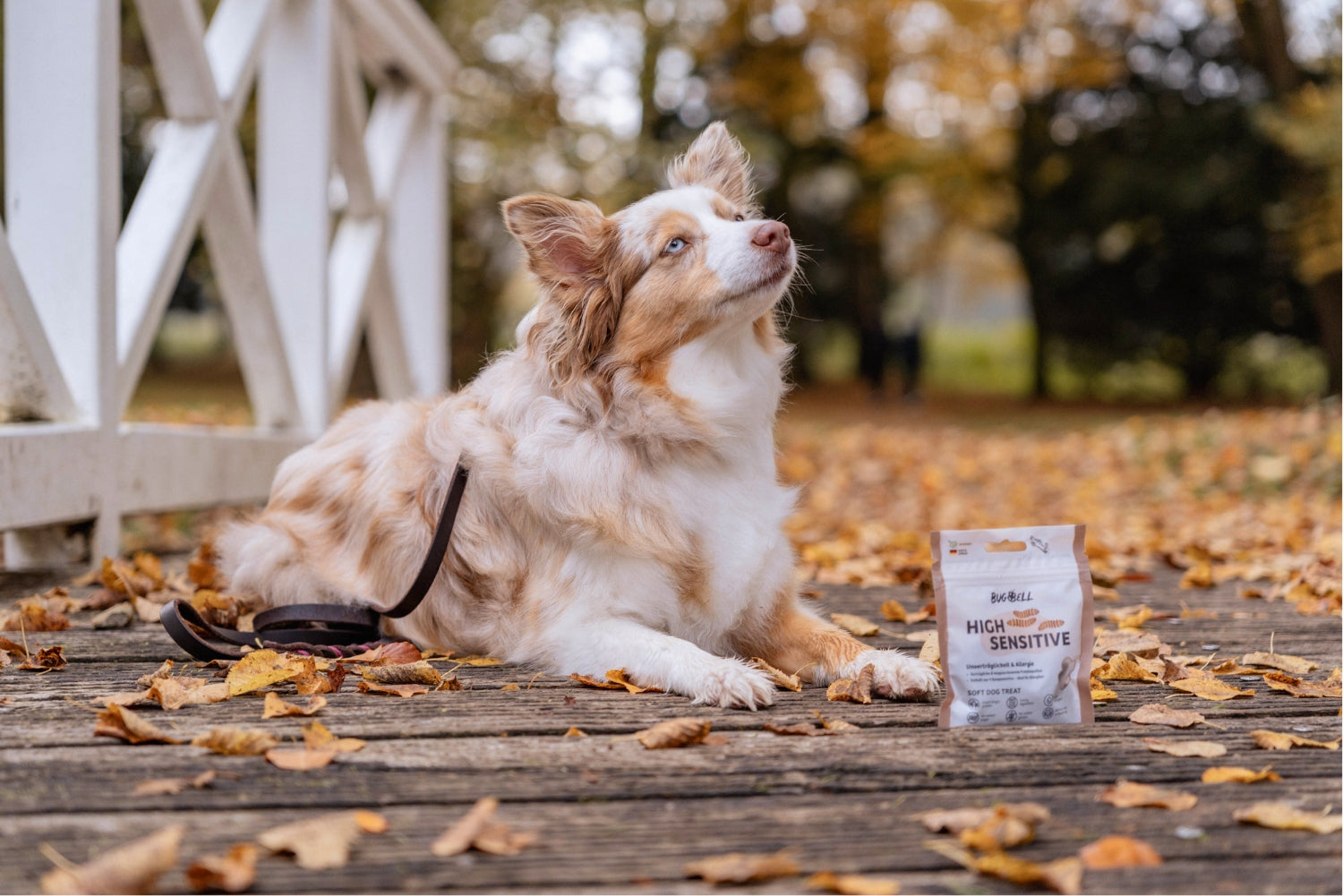 Proteinarmes Hundefutter bei Niereninsuffizienz