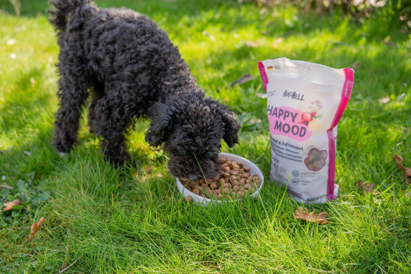 Hund frisst Hundefutter auf Wiese, welches Nierensteine & Oxalatsteine beim Hund natürlich reduzieren soll