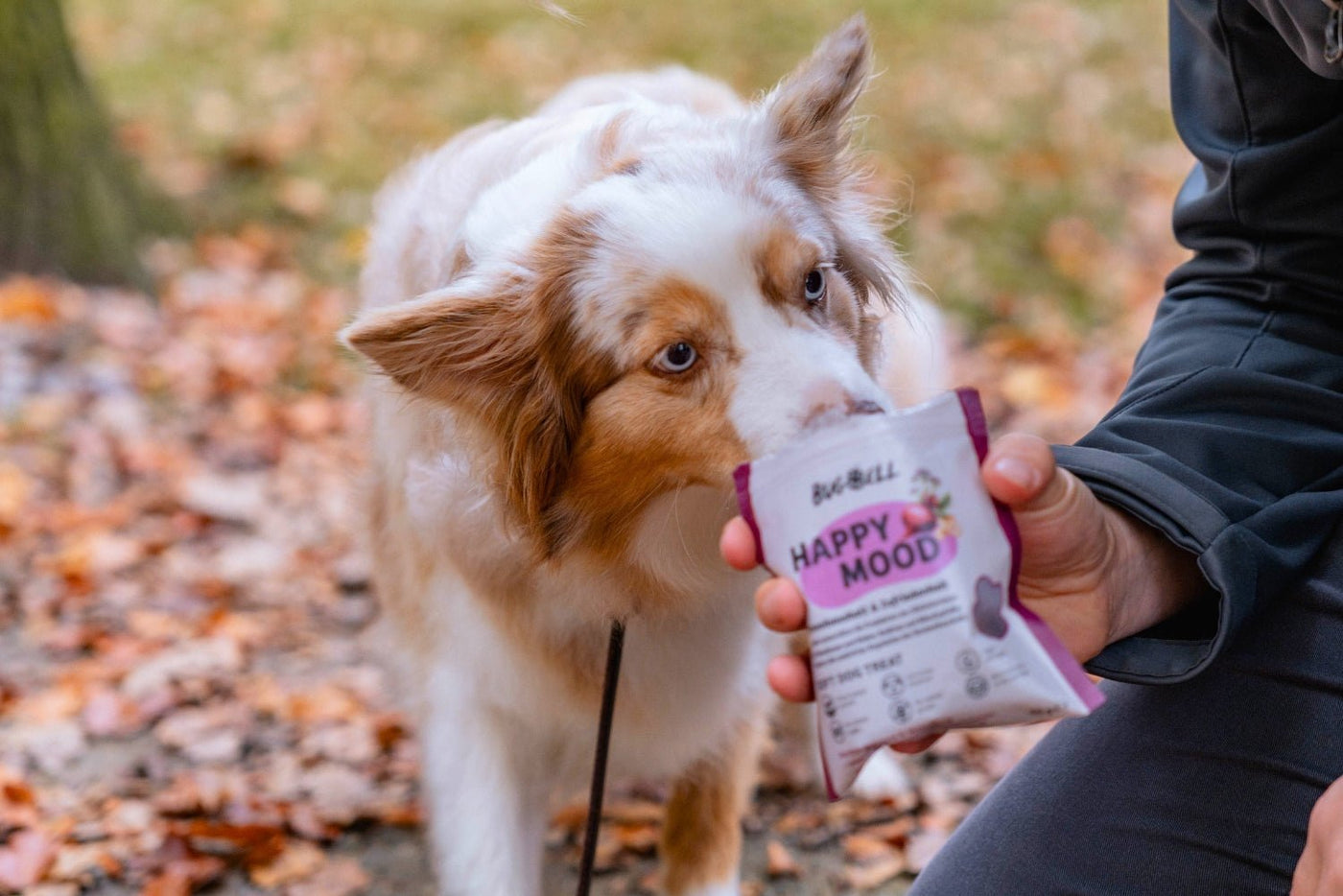 Hund frisst die Softies von BugBell aus der Tüte