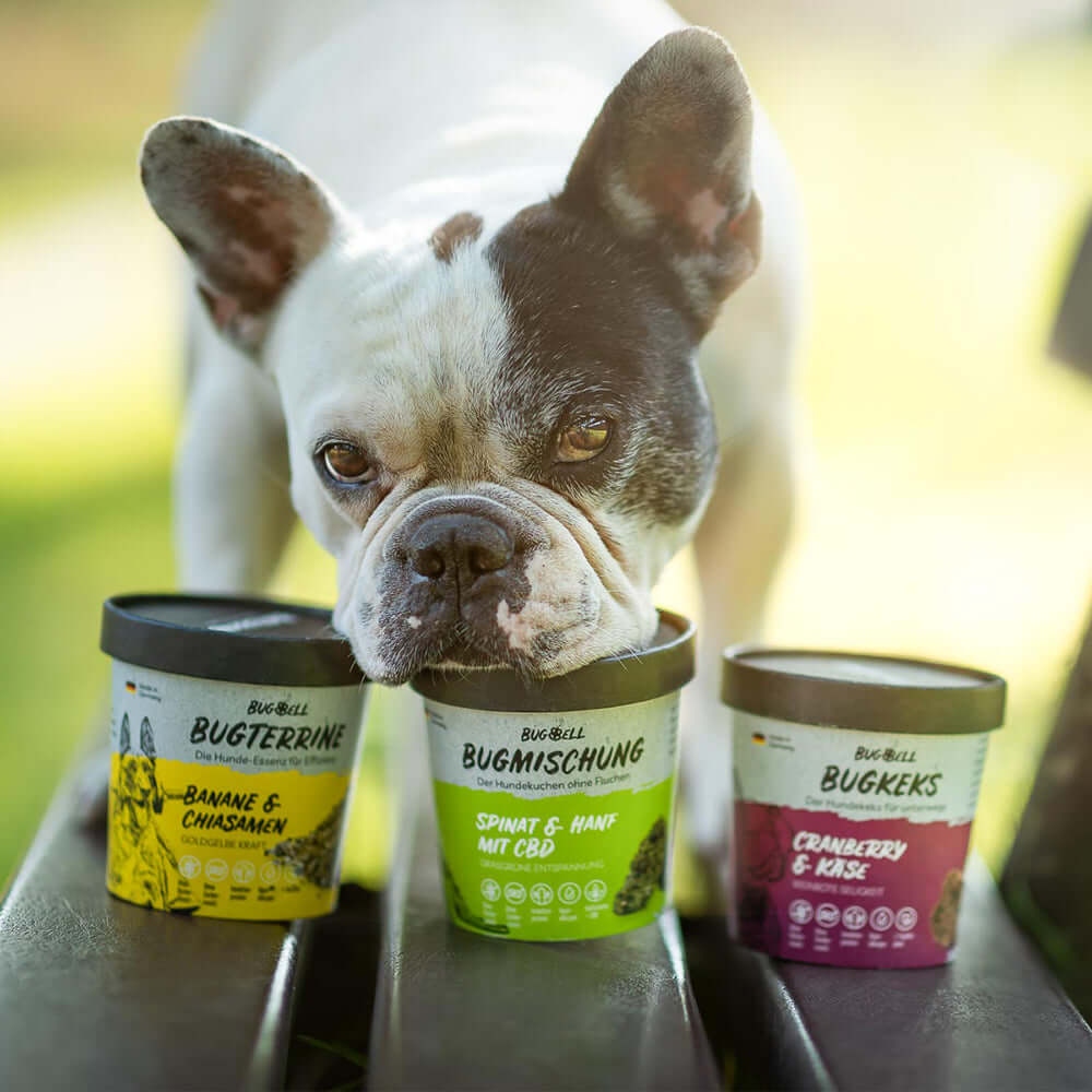 Französische-Bulldogge-vor-Produkten-BugTerrine-Bugmischung-und-BugKeks