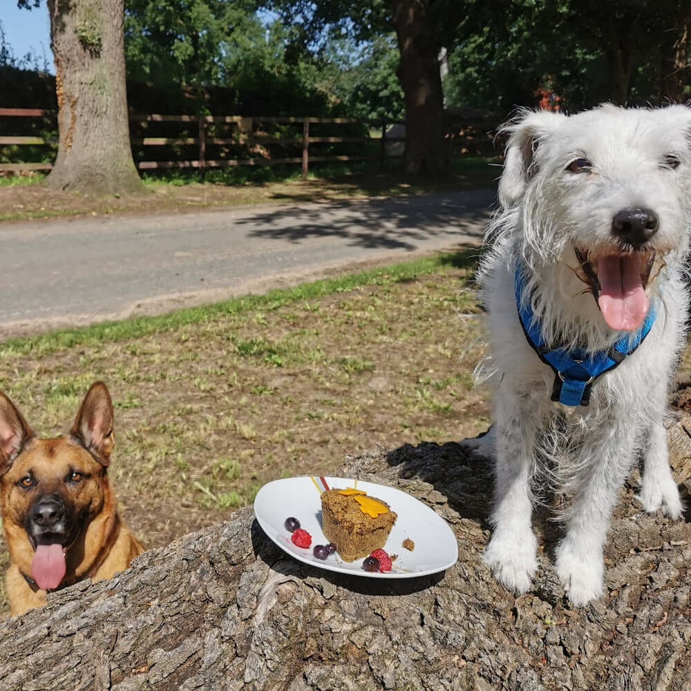 Hund-mit-Freund-vor-Geburtstagskuchen
