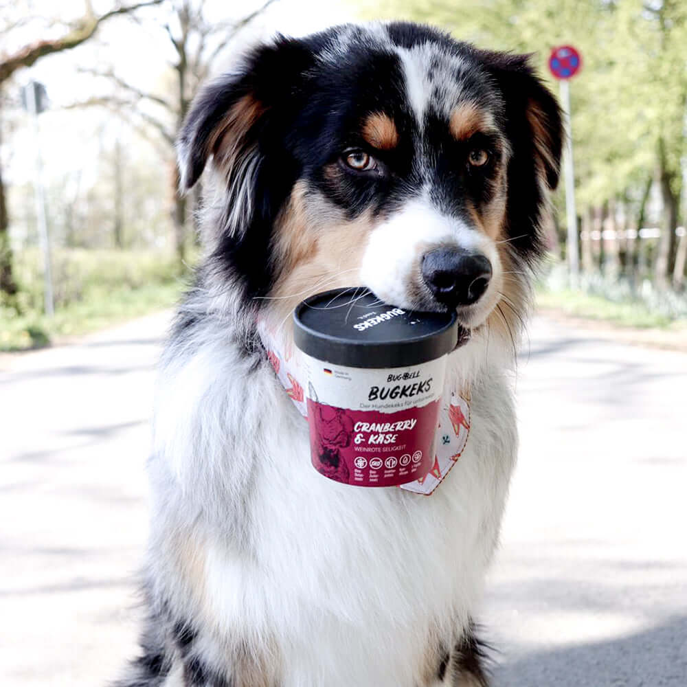 Hund-mit-BugKeks-im-Maul