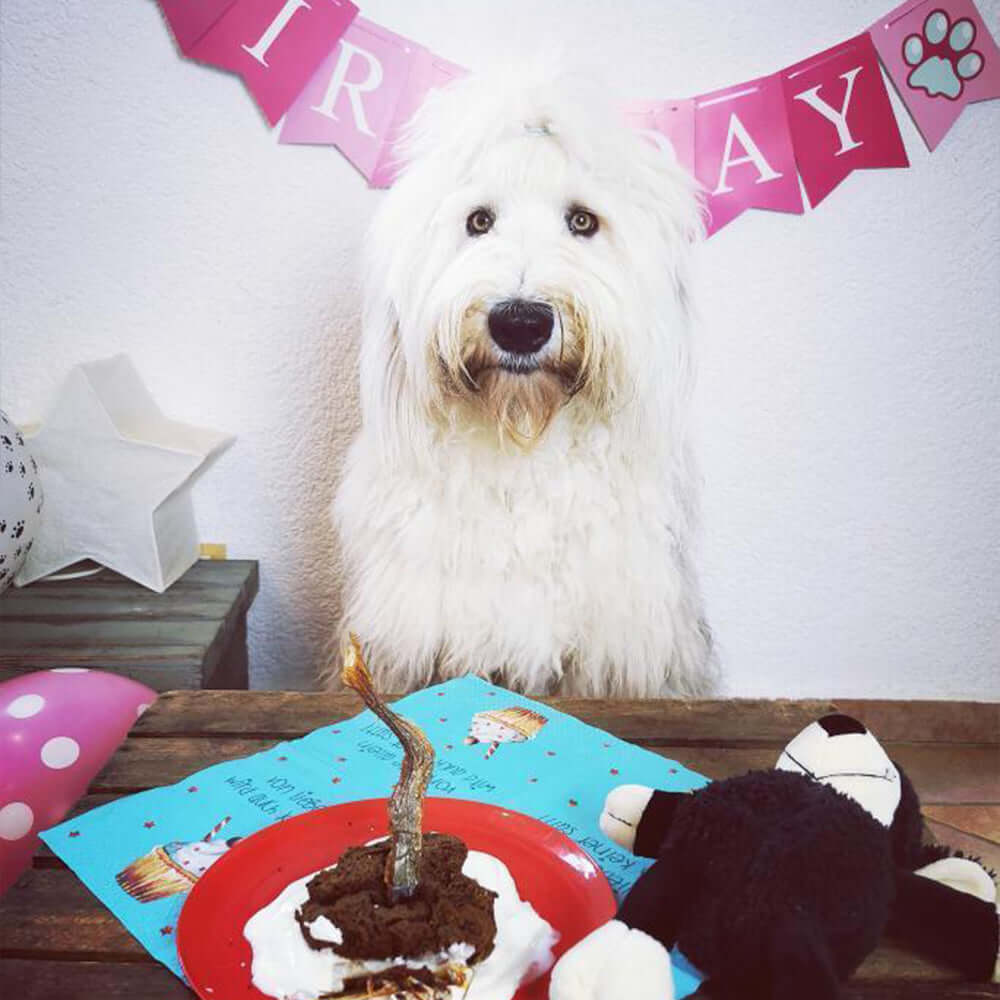 Hund-feiert-seinen-Geburtstag-mit-Hundekuchen