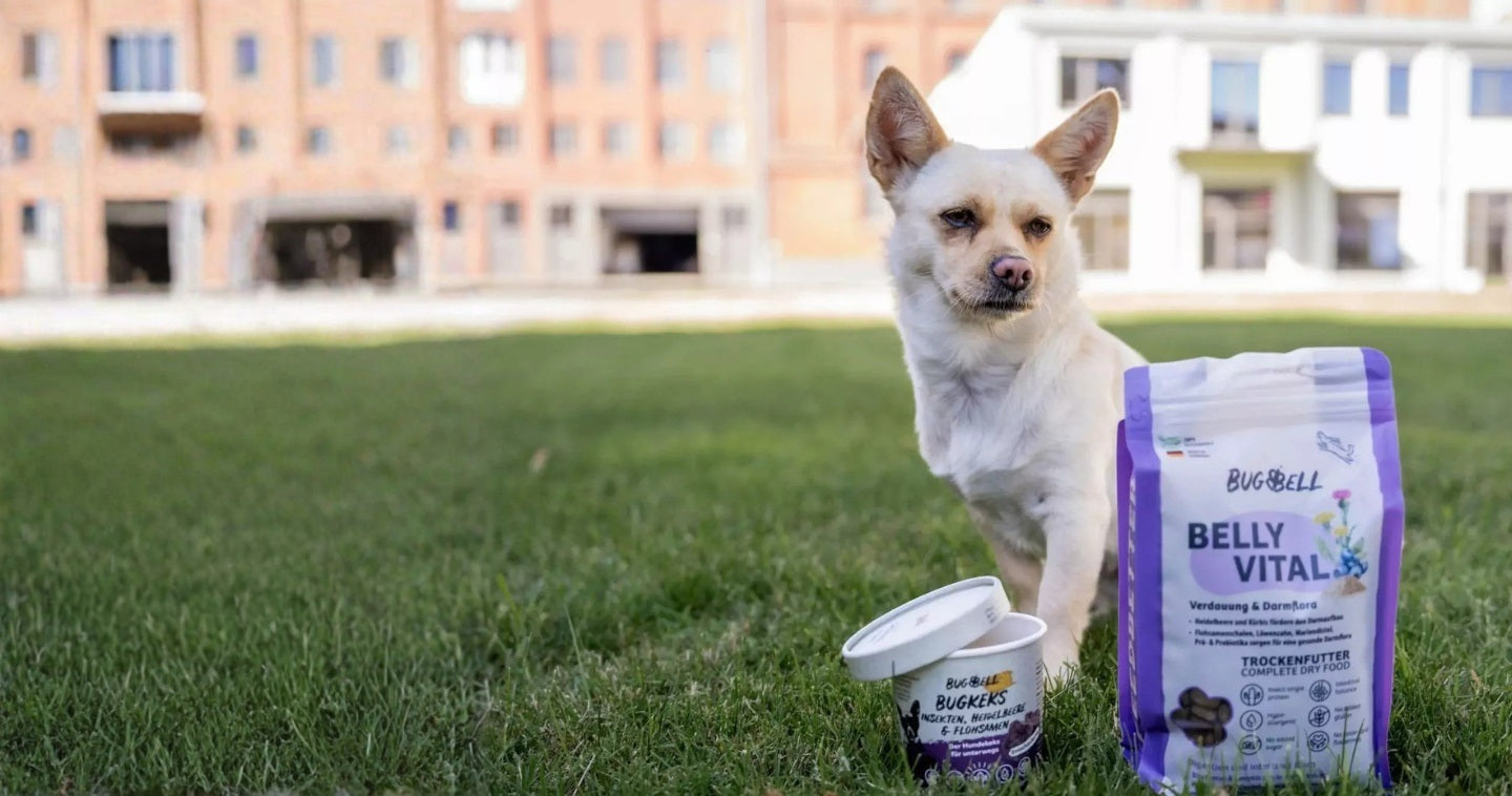 Gesundes Hundefutter mit Insekten