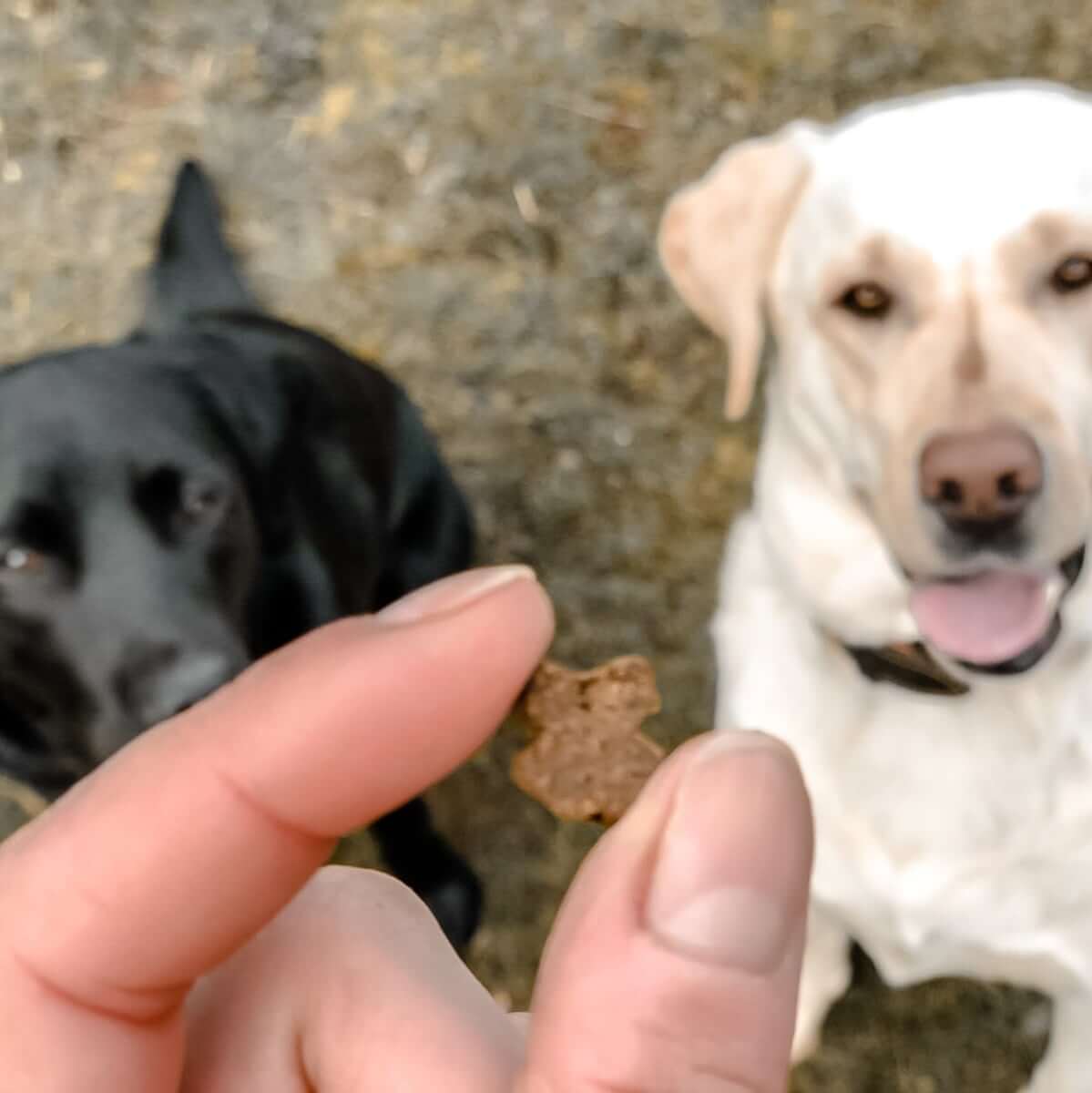 Hundekeks-im-Fokus-mit-zwei-Hunden-im-Hintergrund