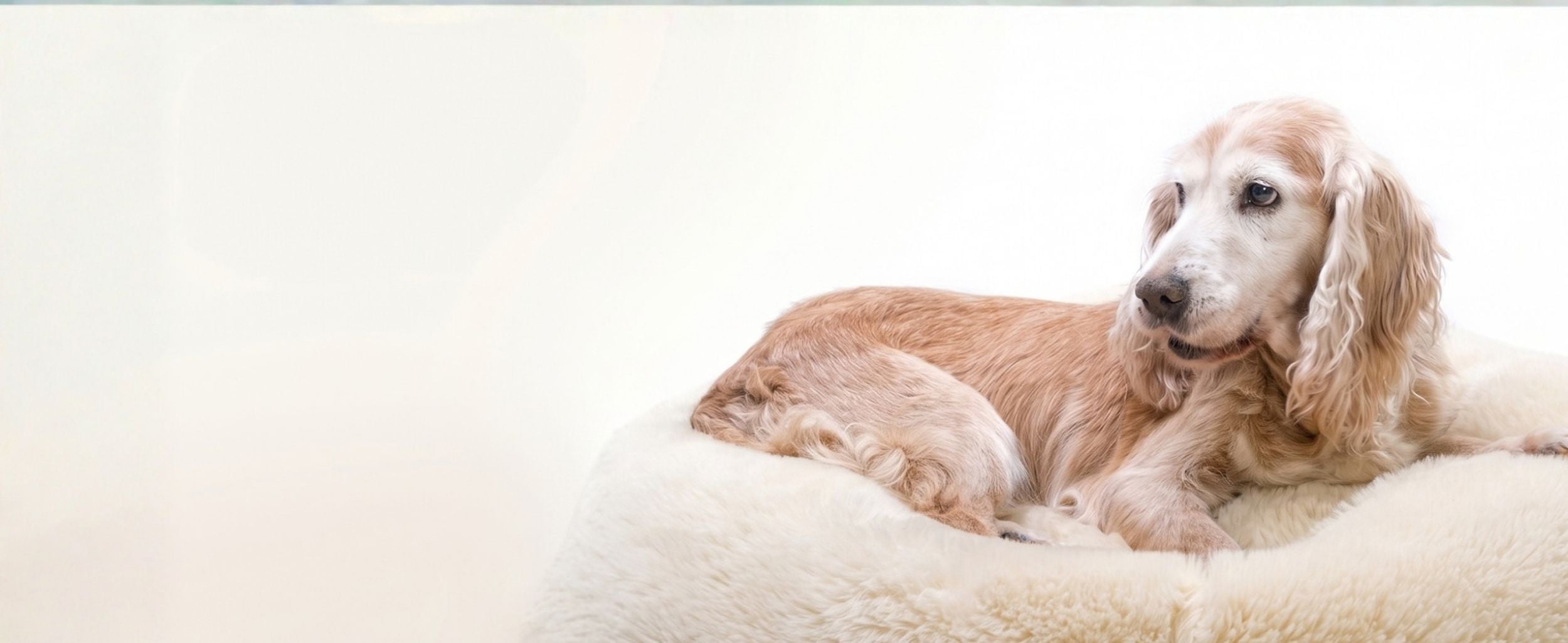 Pfoten auf gelben Hintergrund. Anmelden Newsletter BugBell Hundefutter