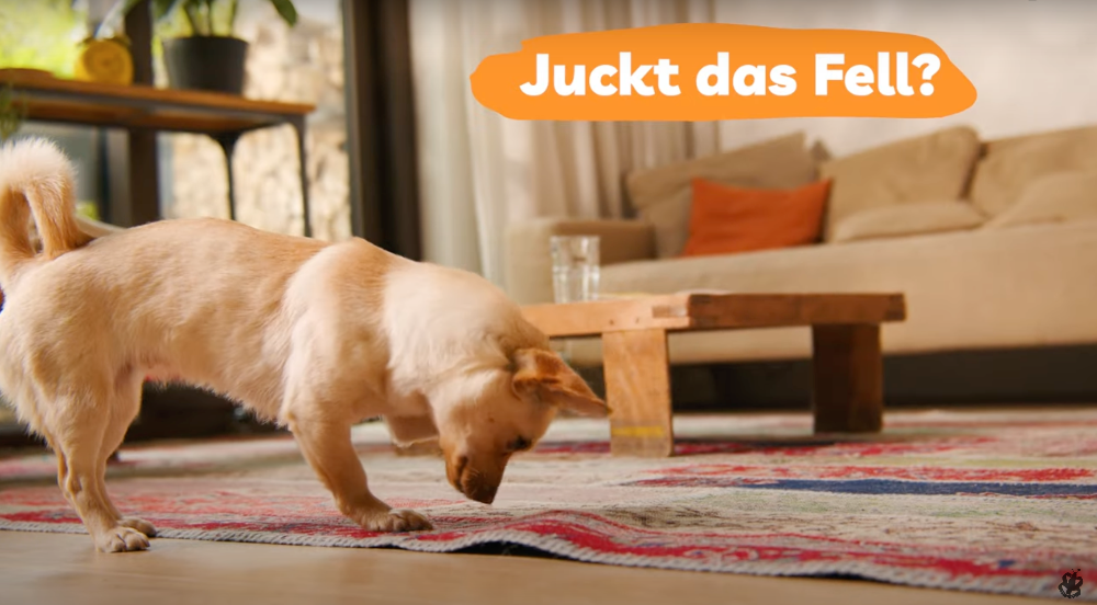 Hund juckt das Fell