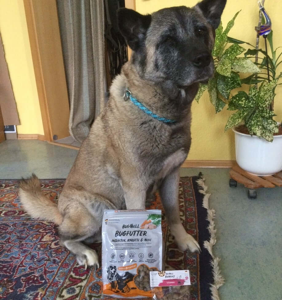Hund-mit-BugFutter 