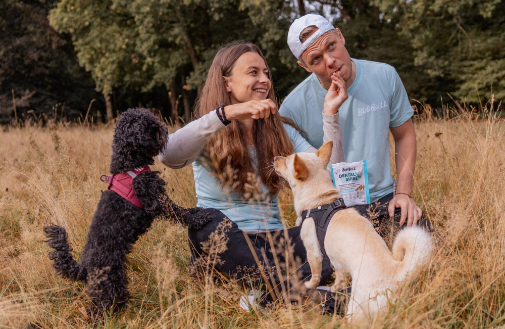 Team_BugBell_Funktionales_Hundefutter