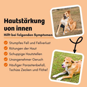 Hund Fellverlust mit Rötungen der Haut. Hund hat schuppige Hautstellen und schlechten Geruch. Parasitenbefall mit Zecken und Flöhen beim Hund.