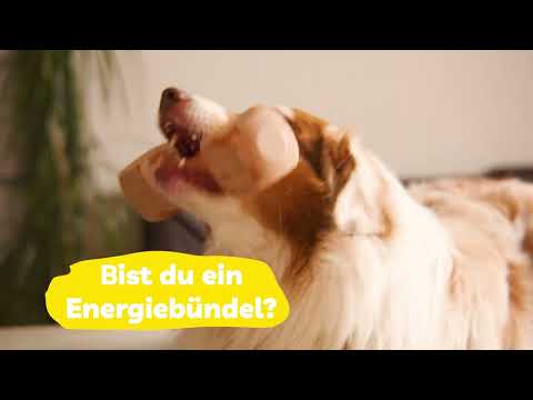 Hundekeks - Kraft und Energie